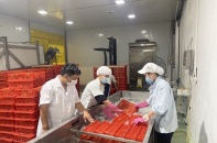 20 tấn vải thiều Bắc Giang sang Nhật bằng đường hàng không
