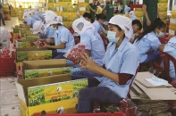 Chuyên gia tư vấn cho nông sản Việt chinh phục thị trường Anh 