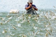 Xuất khẩu thủy sản "ngấm đòn", giảm sâu ở hầu hết các sản phẩm chủ lực