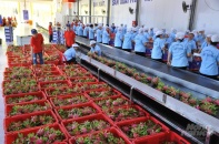 Xuất khẩu rau quả tháng 8 chỉ đạt 230 triệu USD, thấp nhất trong hơn một năm 