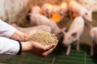 Chi ngoại tệ cực lớn để nhập khẩu thức ăn gia súc