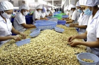 Hỗ trợ doanh nghiệp trong vụ xuất khẩu hạt điều sang Italia