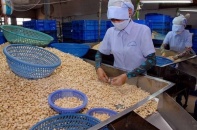 Vụ 100 container hạt điều xuất khẩu sang Italia: 8 container được xuất sang Hà Lan