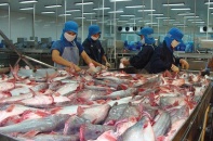Thủy sản NTSF hưởng thuế suất 0% xuất khẩu cá tra sang Mỹ