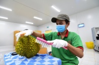 Việt Nam xuất khẩu lô sầu riêng chính ngạch đầu tiên sang Trung Quốc