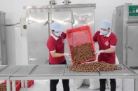 Xuất khẩu mắc ca chính ngạch sang Nhật Bản