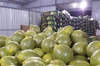 Thêm 2 loại quả tươi của Việt Nam được xuất khẩu sang New Zealand