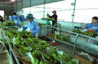 Xuất khẩu trái cây sang Trung Quốc tăng mạnh những ngày đầu năm mới