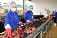 Xuất khẩu chanh leo, dừa, dứa đã qua chế biến mang về hàng trăm triệu USD