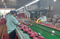 70 vùng trồng khoai lang của Việt Nam đủ điều kiện xuất sang Trung Quốc