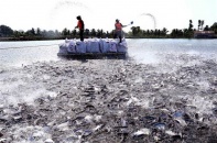 Thủ tướng: Nghiên cứu gói tín dụng 10.000 tỷ đồng hỗ trợ doanh nghiệp lâm, thủy sản