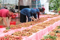 Hơn 200 thương nhân Trung Quốc đăng ký đến Bắc Giang thu mua vải thiều