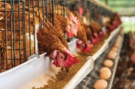 Lo doanh nghiệp chăn nuôi trong nước phá sản, VIPA gửi kiến nghị tới Thủ tướng