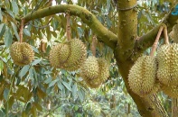 Trung Quốc phê duyệt thêm 47 mã số vùng trồng sầu riêng của Việt Nam