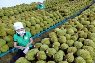 Bội thu đơn hàng, xuất khẩu rau quả sẽ vượt cả năm 2022 chỉ sau 1 tháng nữa