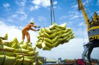 Ấn Độ cấm xuất khẩu gạo, Bộ Công thương liền ra khuyến nghị