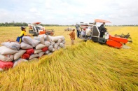 Đề xuất áp dụng giá sàn xuất khẩu gạo