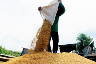 Doanh nghiệp không đồng tình với đề xuất áp giá sàn xuất khẩu gạo