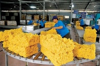 Xuất khẩu cao su lập kỷ lục thu 3,4 tỷ USD, triển vọng năm 2025 vẫn tích cực