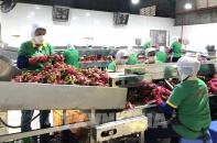 Nông sản Việt xuất sang EU phải tuân thủ quy định về an toàn và bền vững