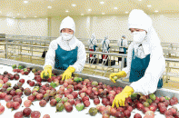 Khai thác lợi thế EVFTA, rau quả xuất sang EU tăng vọt