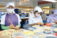 Xuất khẩu hạt điều mang về 2,8 tỷ USD sau 7 tháng nhờ giá tăng cao