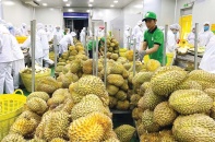 Xuất nhập khẩu Việt Nam - Trung Quốc tăng cao
