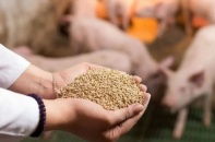 Xuất  khẩu thức ăn gia súc thu về hơn 1 tỷ USD