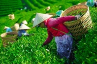 Giải phóng gần 500 container chè Việt Nam kẹt tại cảng Karachi, Pakistan