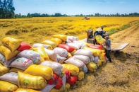 Việt Nam thu gần 4,1 tỷ USD từ xuất khẩu gạo