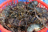 Xuất khẩu sang thị trường tỷ dân khởi sắc