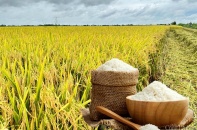 Đẩy mạnh đàm phán, mở rộng thị trường xuất khẩu gạo
