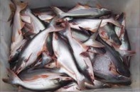 Thuế cá tra, basa sang Mỹ đảo chiều