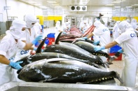 Xuất khẩu cá ngừ, thị trường tiềm năng nhưng không đủ nguồn cung