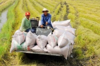 Indonesia xuất khẩu gạo chất lượng cao, gạo Việt thêm đối thủ cạnh tranh trong ASEAN