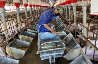 Công nghệ số: Lối đi tất yếu của ngành chăn nuôi giữa “bão” chi phí