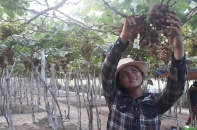 Ninh Thuận khai mạc lễ hội Nho và Vang năm 2019