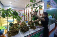 Quảng Nam phê duyệt chủ trương 7 dự án đầu tư vào nông nghiệp