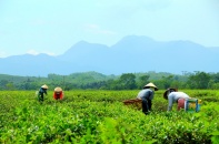 Quảng Nam thu hồi Khu du lịch nghỉ dưỡng Tây Bà Nà của Công ty Toàn cầu TMS