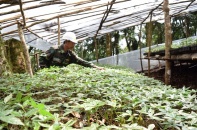 Kon Tum kêu gọi doanh nghiệp lớn đầu tư trồng sâm Ngọc Linh 