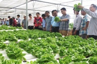 Đà Nẵng đã quy hoạch ba vùng nông nghiệp ứng dụng công nghệ cao