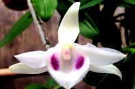 [Ảnh] Chiêm ngưỡng 70 loài lan quý tại Hội quán hoa lan Mê Linh 