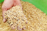 Bộ NNPTNT yêu cầu cấp gần 3.000 tấn giống cây trồng cho 4 tỉnh miền Trung