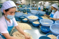 Năm 2020, xuất khẩu điều đạt kỷ lục hơn 500 ngàn tấn nhưng giá trị giảm