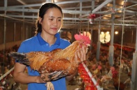 Nữ đoàn viên trẻ và hành trình trở thành “vua gà bản Đầm Hà”