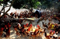 Hà Nội: Cảnh giác với cúm A/H5N8 từ gia cầm có thể lây sang người