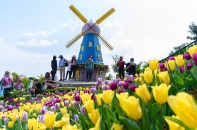 [Ảnh] Ngắm hoa tulip lần đầu khoe sắc trên đỉnh núi Bà Đen Tây Ninh