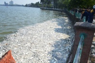 Hà Nội: Yêu cầu xác định nguyên nhân, xử lý khẩn tình trạng cá chết tại Hồ Tây
