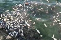 Hà Nội: Nhiều hồ xuất hiện cá chết