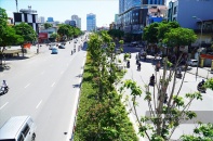 Hà Nội sẽ thay thế hàng loạt cây già cỗi, kém thẩm mỹ